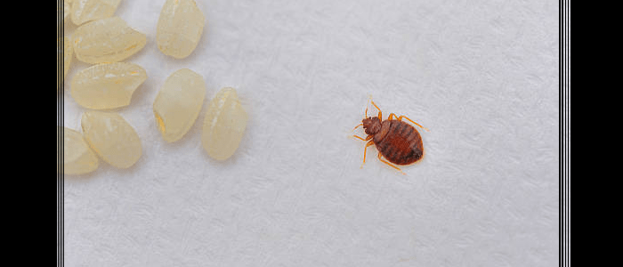 Bed Bug Control Dulwich Hill