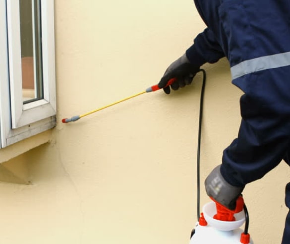 affordable pest control in dulwich hill